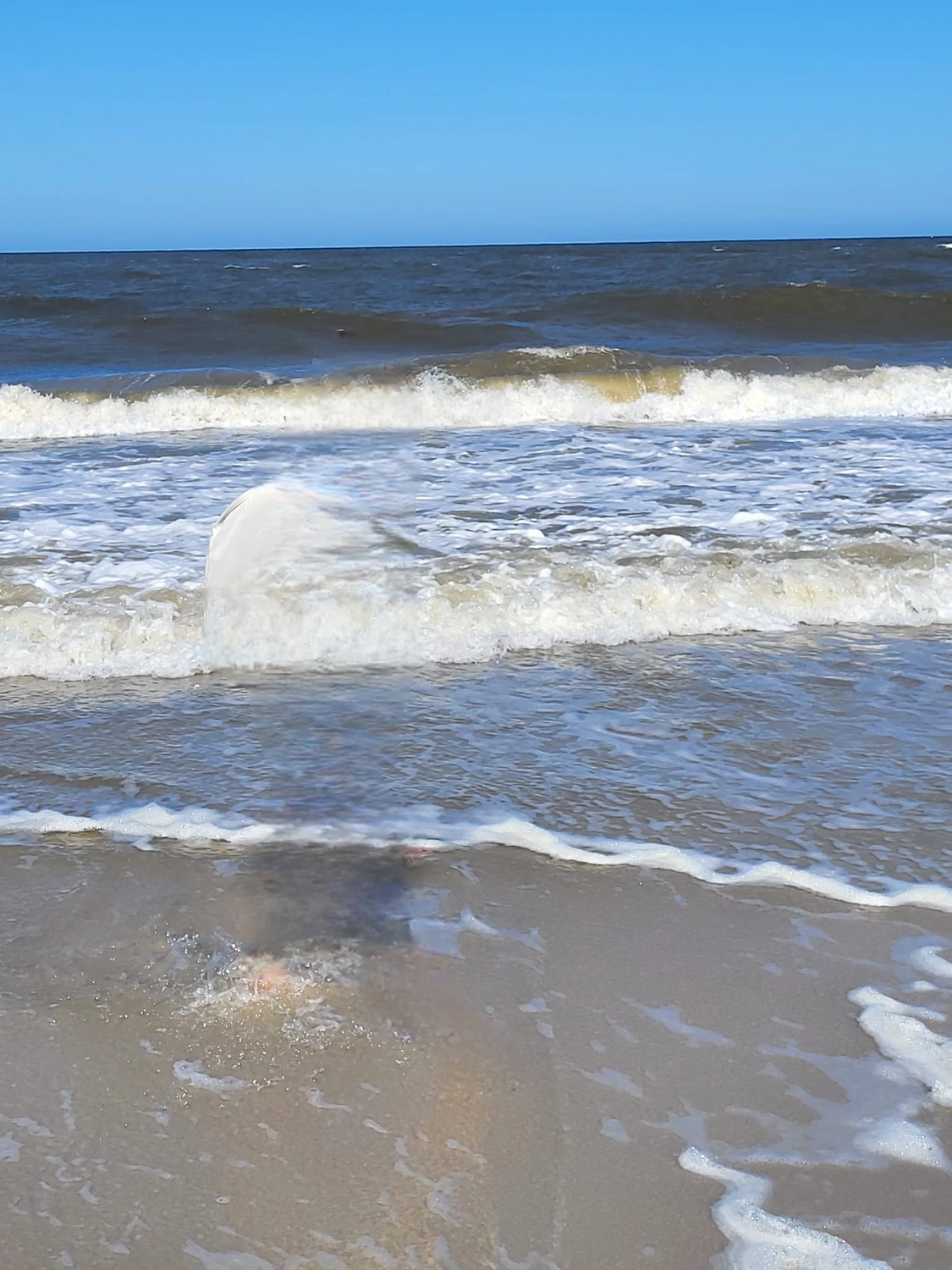 Veterinärakupunktur Neitzke - Akupunkturbehandlung - Strand