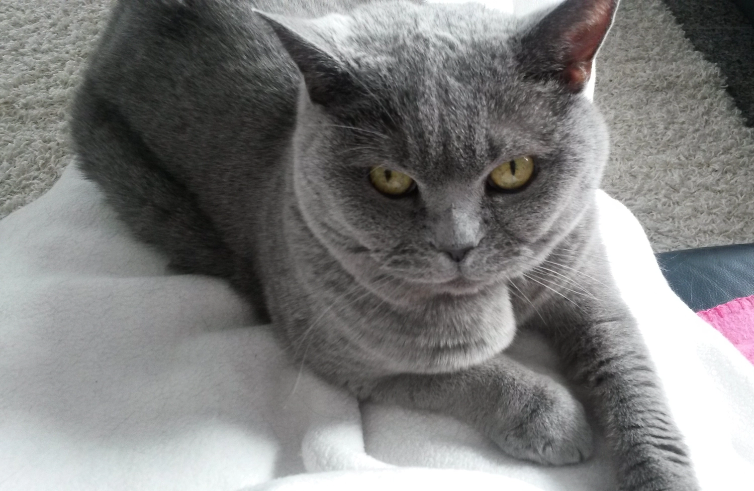 Veterinärakupunktur Neitzke - Akupunkturbehandlung - Tier