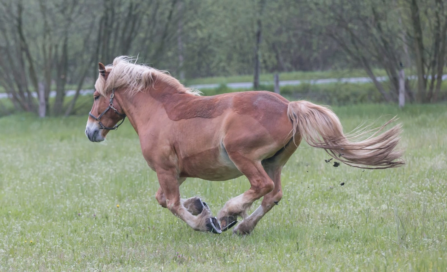 Veterinärakupunktur Neitzke - Akupunkturbehandlung - Tier