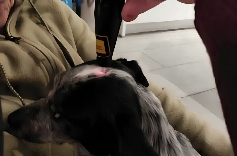 Veterinärakupunktur Neitzke - Akupunkturbehandlung - Symbol