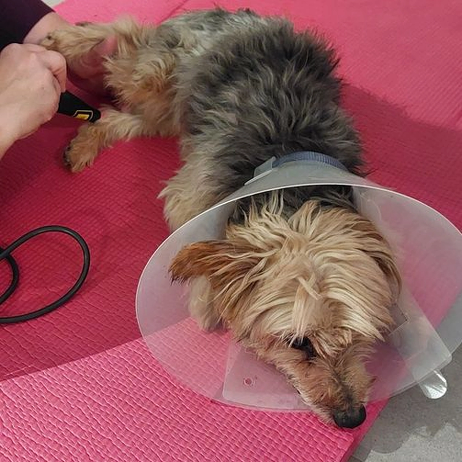 Veterinärakupunktur Neitzke - Akupunkturbehandlung - Tier