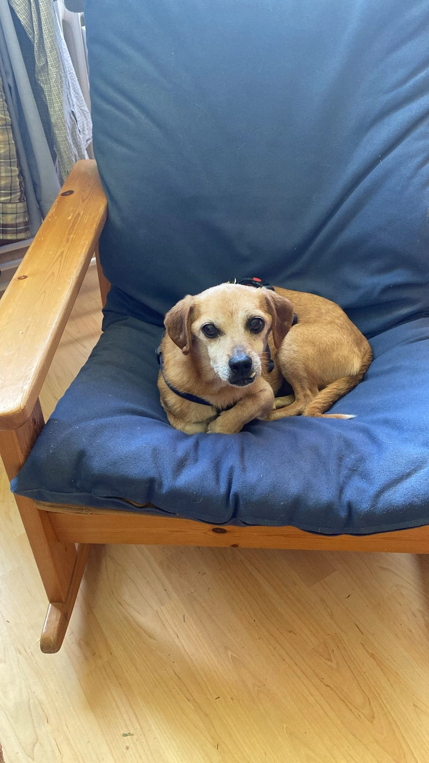 Veterinärakupunktur Neitzke - Akupunkturbehandlung - hund