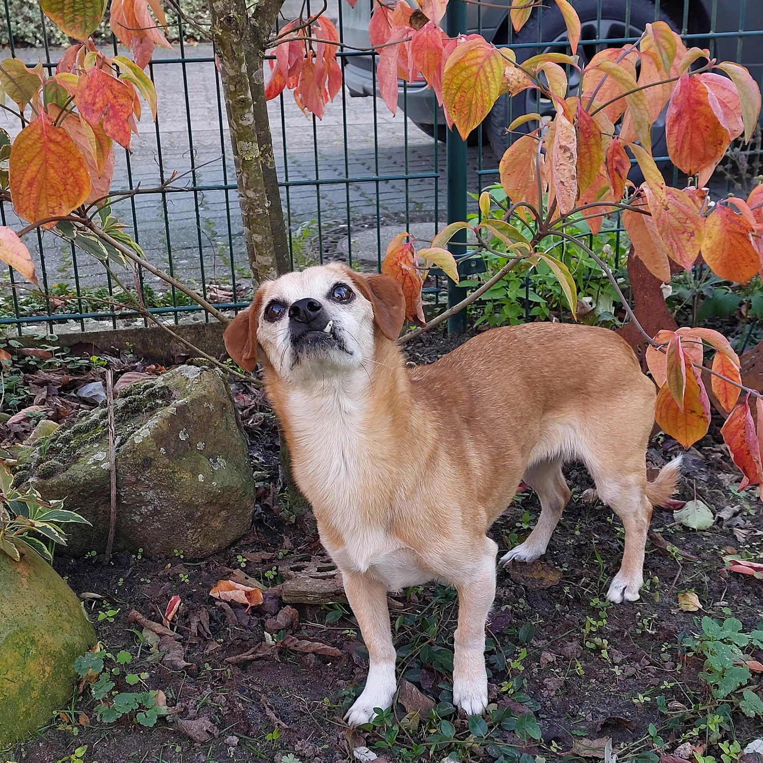 Veterinärakupunktur Neitzke - Akupunkturbehandlung - Tier