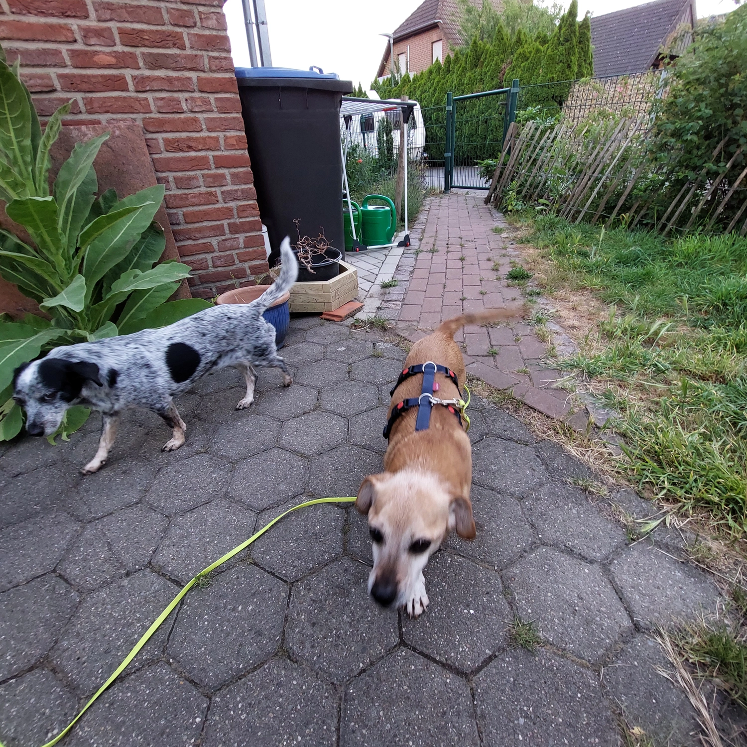 Veterinärakupunktur Neitzke - Akupunkturbehandlung - hund