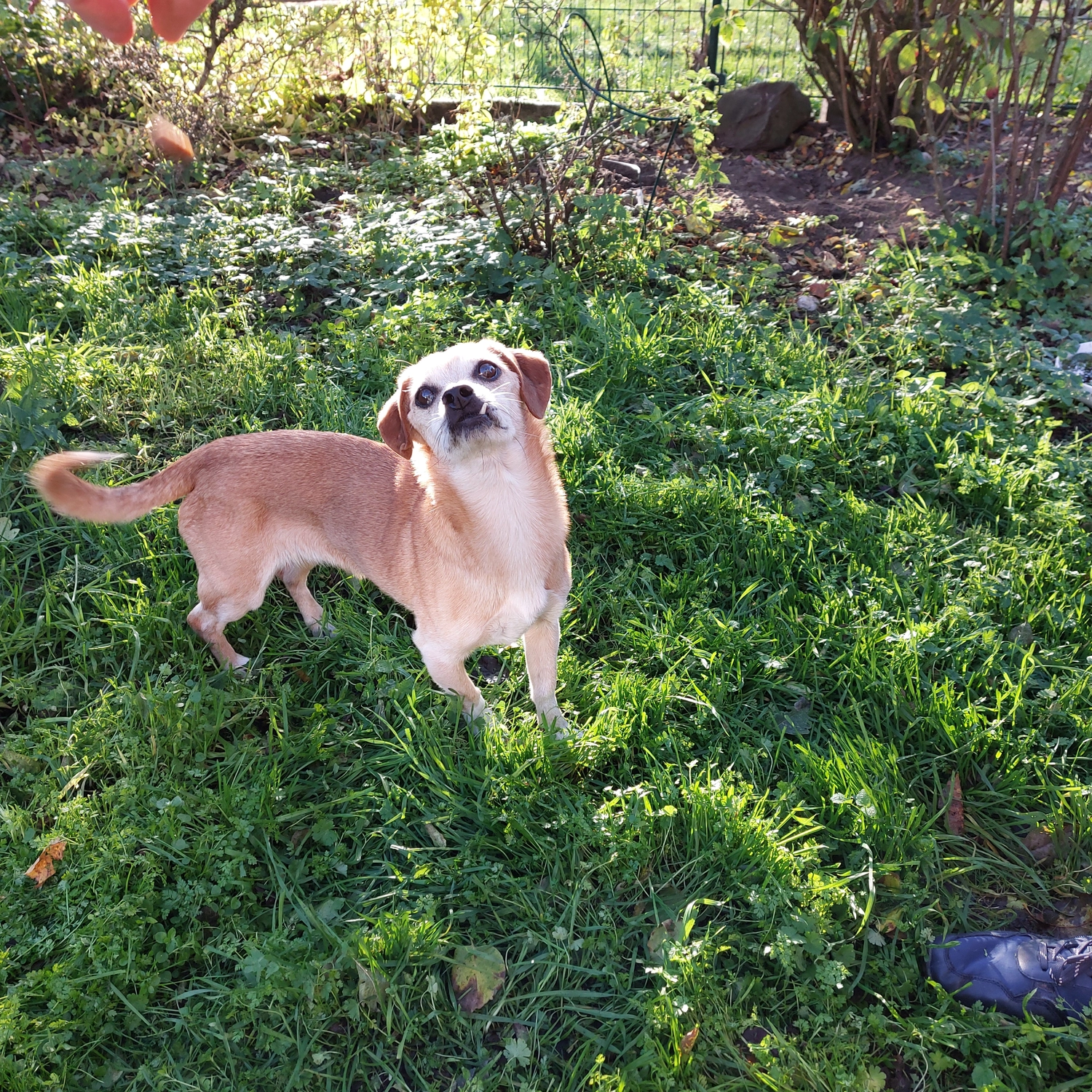 Veterinärakupunktur Neitzke - Akupunkturbehandlung - hund
