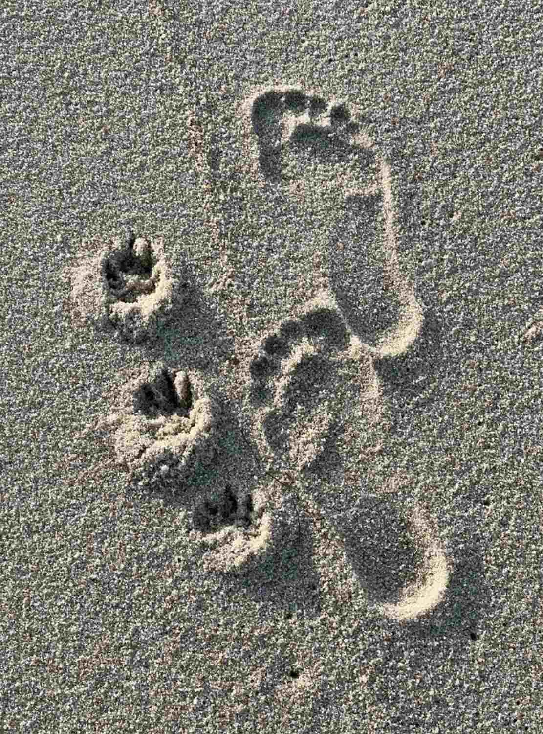 Veterinärakupunktur Neitzke - Akupunkturbehandlung - Strand