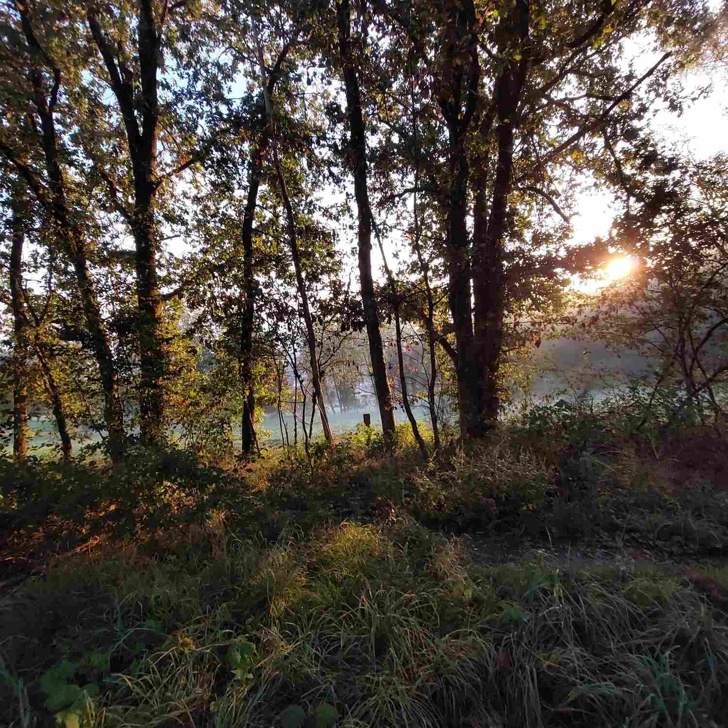 Veterinärakupunktur Neitzke - Akupunkturbehandlung - Wald